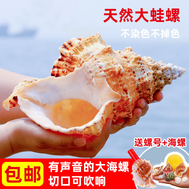 Natural stone snail gold mouth frog snail shell super large conch horn can blow shell ornaments crafts fish tank landscaping