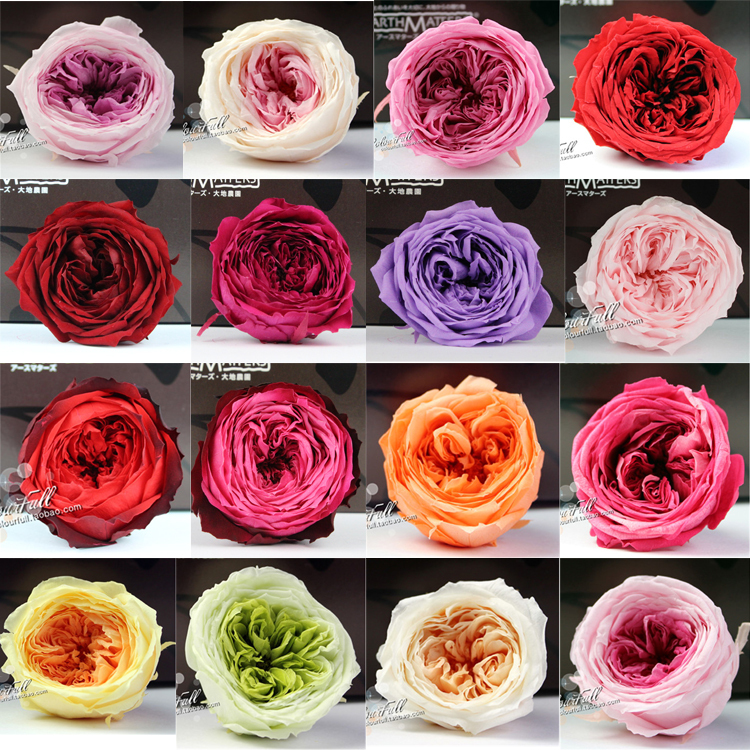 Imported Dadi Farm Austin Rose Eternal Flower Dil Handmade Bouquet of 8 Flowers, Flower Diameter Approximately 4 to 5cm