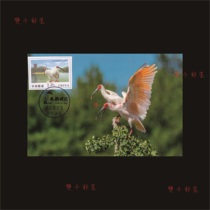 Hanzhong Crested Ibis Nature Reserve Postage Picture Extreme Film Interesting Film