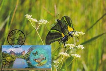 2022-26 Wuyishan National Park Golden-spotted Papilion Butterfly Extreme Film Single