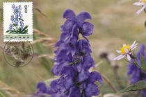 T72 Medicinal Plant Aconitum Extreme Tablets Sales date is not the first day Chinese Medicine Capital Cultural Date Stamp