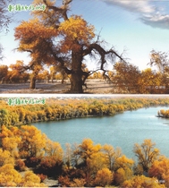 Xinjiang Scenery Populus euphratica postage postcards set of 10 brand new with envelope
