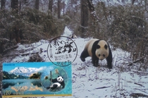 2022-26 Giant Panda National Park Extreme Film Single Sold Guangyuan Tangjiahe Panda Scenery Stamp