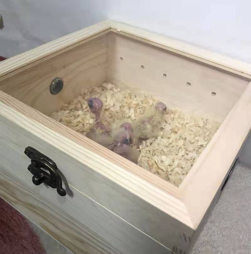 Hand Raised Bird Thermostatic Box USB Waterbed Hatching Box Small Bird Incubator Parrot Hatchery Hatching Egg Luding Chicken Hatching Box