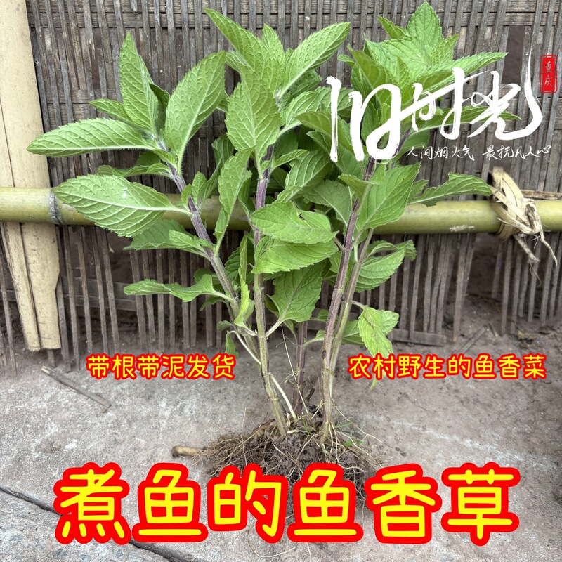 Wild-Grown Fish Mint, 5 Plants with Roots and Soil, Fish Mint and Oregano, Seasonal Specialty Vegetables, for Cooking Fish and Dipping in Bean Curd