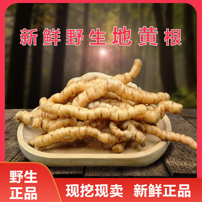 Now Dig Now for sale] Wild fresh small ground yellow root Pulp Juicy Chinese Herbal Medicine 500g-Taobao