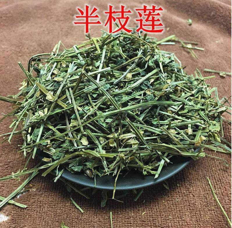 Wild Scutellaria barbata