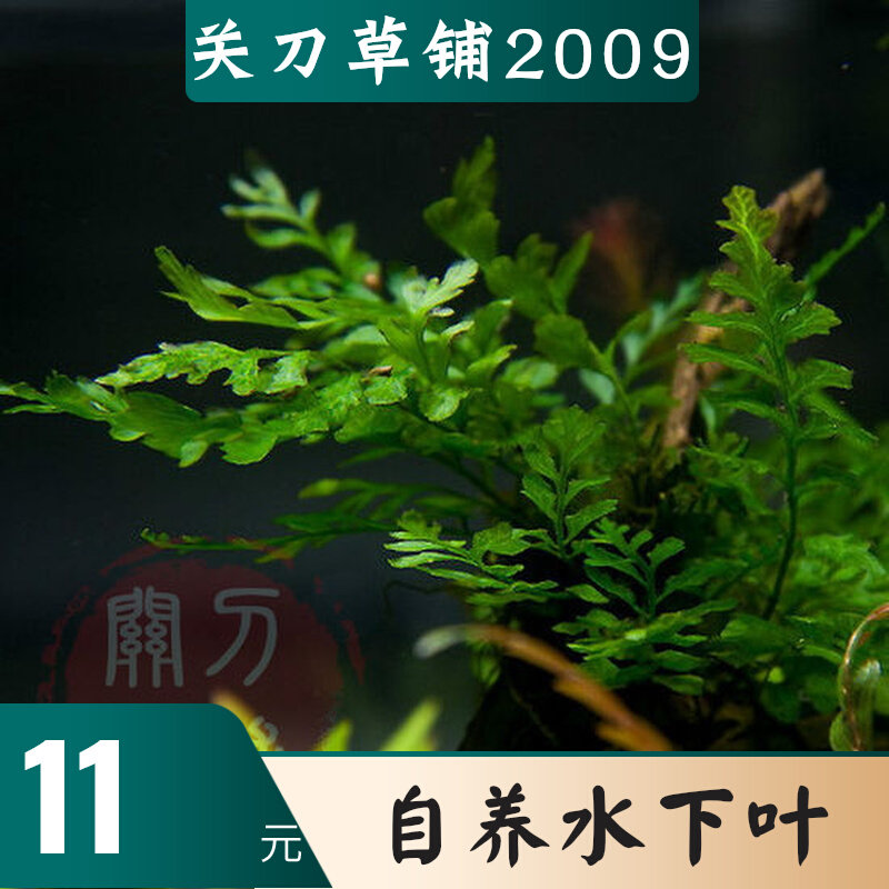 Black wood fern, aquatic plants, underwater leaves, aquarium landscaping, negative grass self-supporting, ten-year-old shop (Guan Dao Grass Shop)