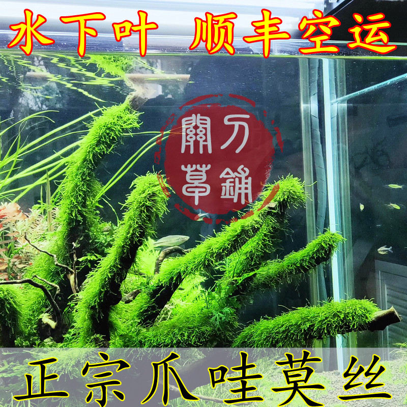 Java Moss 1 part (Guandaowao grass shop) self-raised underwater leaf water grass ADA landscape classic Moss