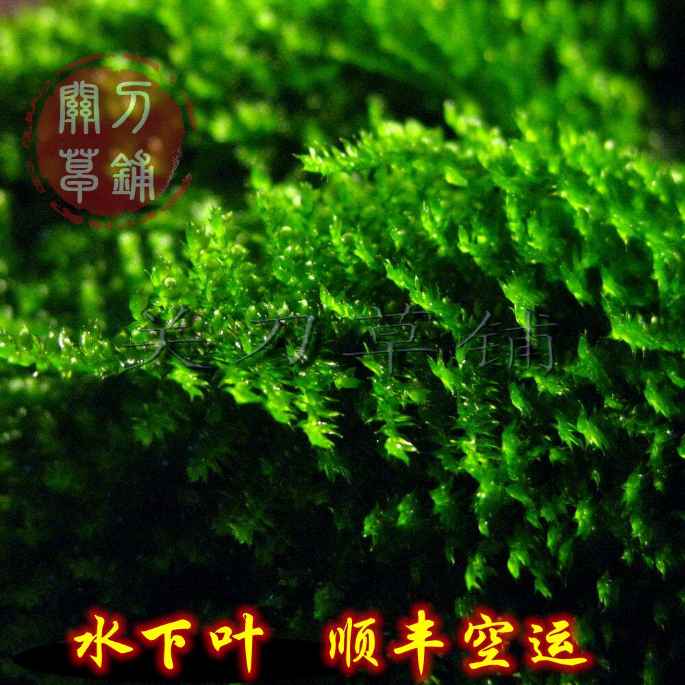 Christmas Moss Loose Leaf 1 Share Small Triangle Moss Water Grass Guan Knife Grass Paved Self-Raised Underwater Leafy Water Group View