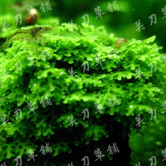Coral Mose is now tied to the Board 5 by 5 aquarium aquatic plants