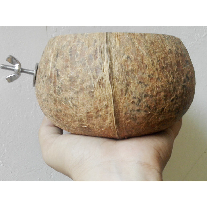 Старый кокос. Молодой кокос. Старый кокос. Старый кокос. Проращивание кокоса.