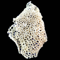 Bamboo Sunnet Super Wild Long Dress Bamboo Sheng Dress 500g No Rod No Broken Sichuan Yibin Shunan Bamboo Sea Special Products