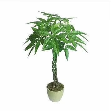 �̴���������