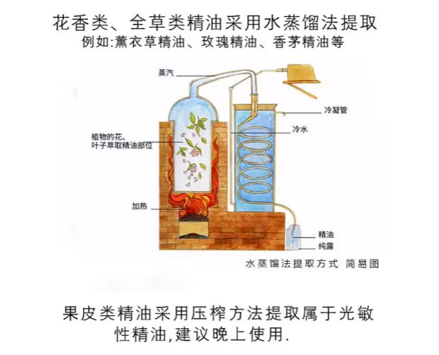 Tinh dầu cam thảo 10ml xoa bóp dược liệu đơn phương chăm sóc sức khỏe để kháng khuẩn chống viêm chăm sóc da - Tinh dầu điều trị