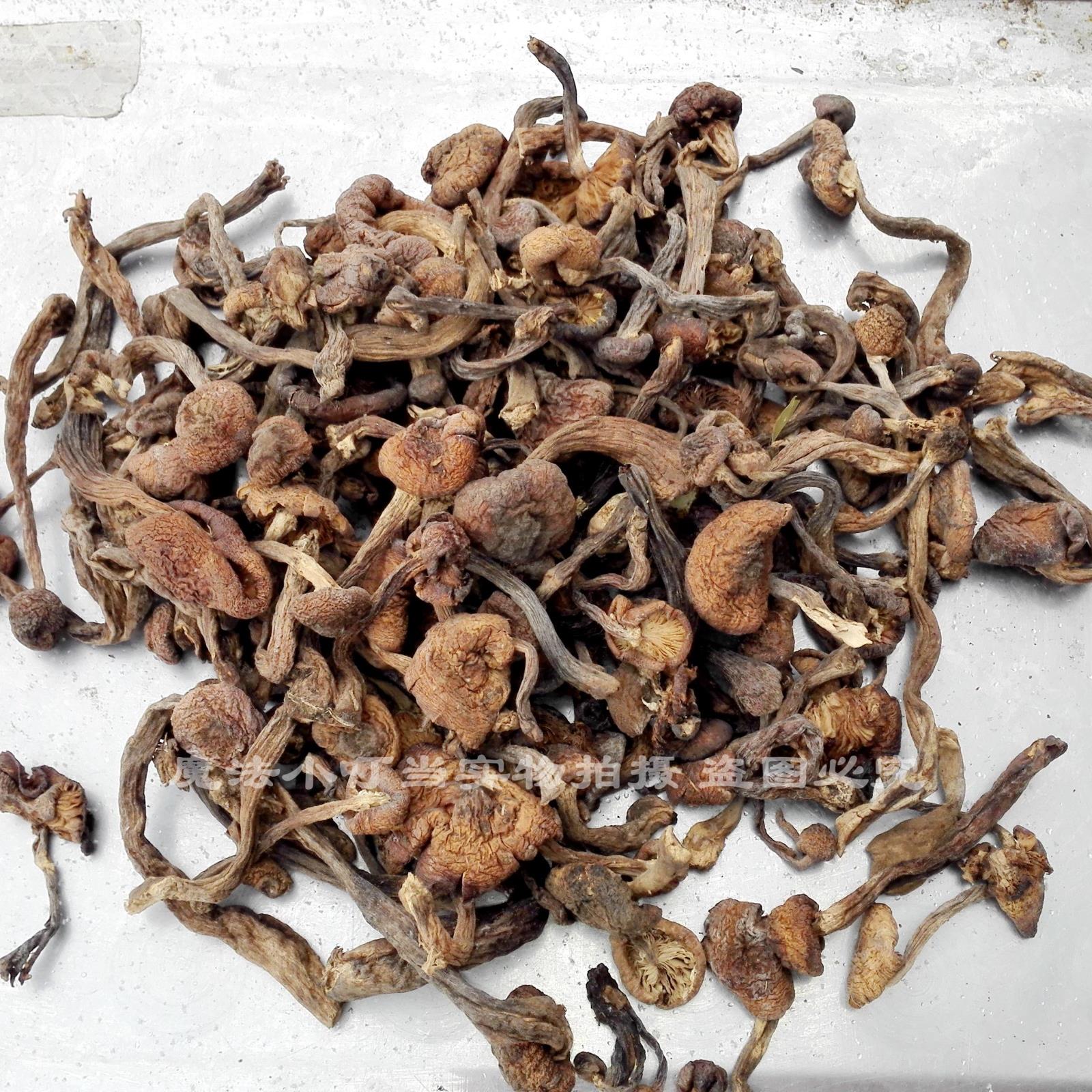 Northeast specialty wild mushroom mushroom hazel mushroom bud 250 grams of root shot 3 mountain jade