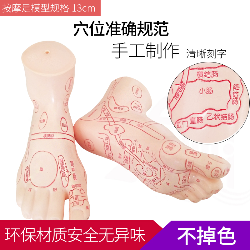 High definition foot reflection area foot massage foot massage foot massage foot massage foot massage foot therapy of human body trans-network acupuncture model