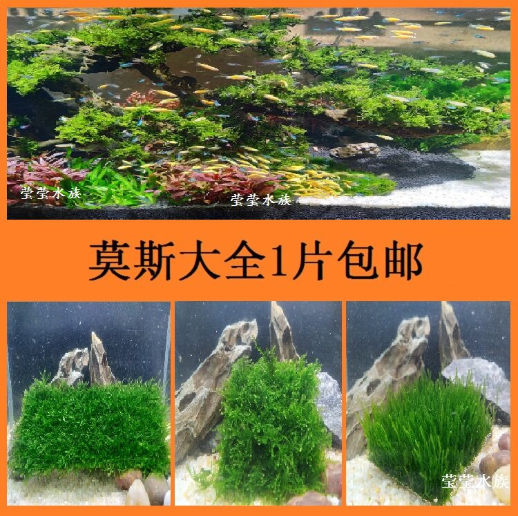 Fish tank foreground True water plant Bulk triangle Moss Moss Flame Crystal Strange fern Coral Moss Phoenix Green algae ball