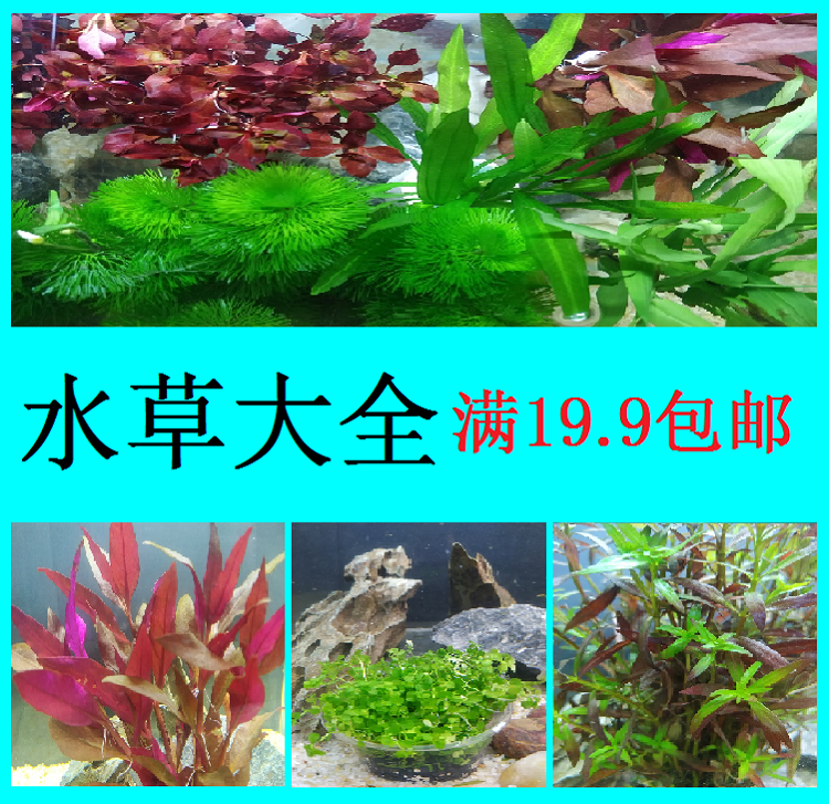Rear view aquatic plants in the fish tank live freshwater lazy artificial landscape red wave big leaves nine crowns green palace-like grass plants