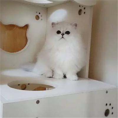Chinchilla Small Pets Purebred Long Haired Cat Child Living Erect Ears
