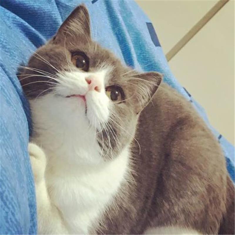 Sell Blue And White Pet Cat British Shorthair British Short Blue