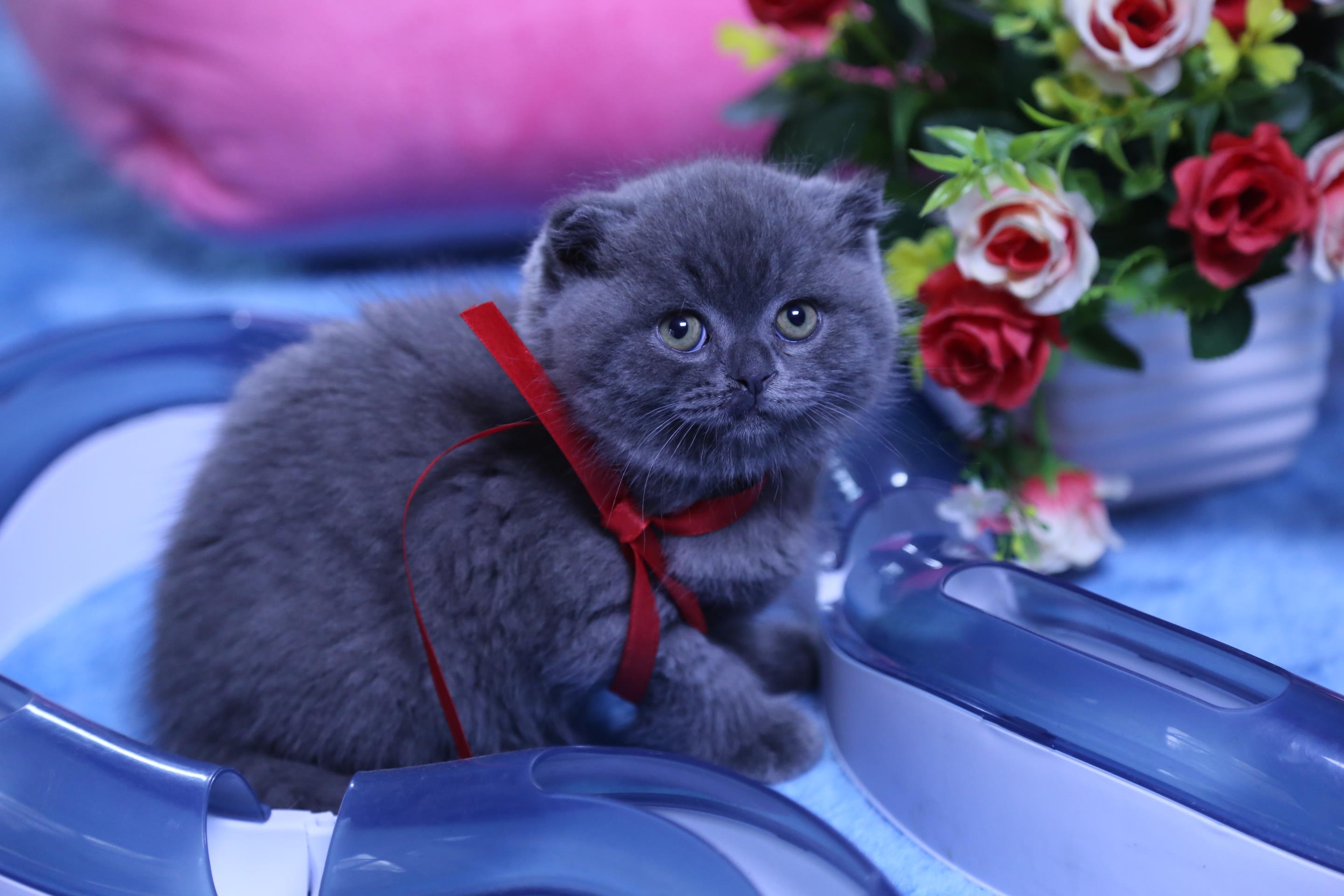 Pet Cat Living British Shorthair Kitten Standing Ear Blue Cat Folding