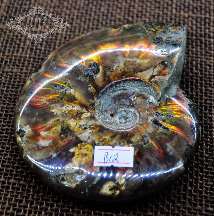 B12#开光七彩光斑彩螺化石14厘米原石 李居明推荐旺转运招财摆件