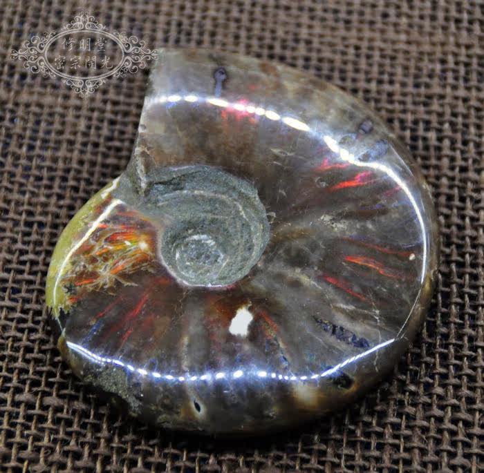 B34# 开光精选七彩光斑彩螺化石10厘米原石 李居明推荐旺财运转运