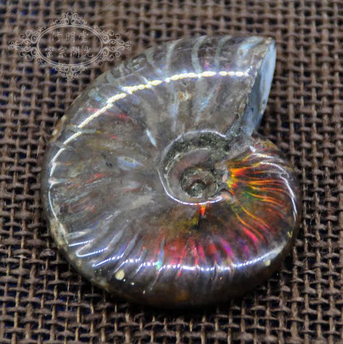 修明堂B38# 优选七彩光斑彩螺化石7.7厘米原石李居明推荐旺财转运