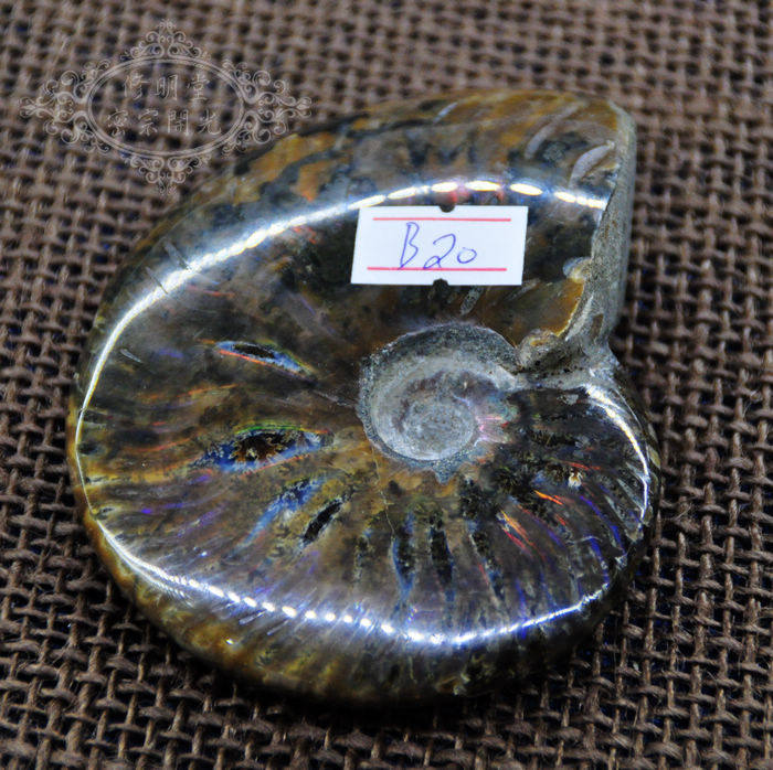 B20#开光七彩光优品斑彩螺化石9厘米原石 李居明推荐旺财转运摆件