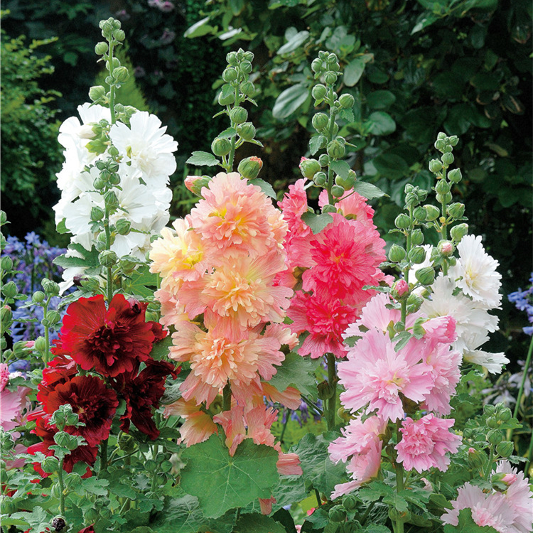 Green garden flowers blooming hollyhock seeds ten feet of red mixed color selection of high-quality courtyard balcony landscape flower seeds spring and autumn sowing easy to plant