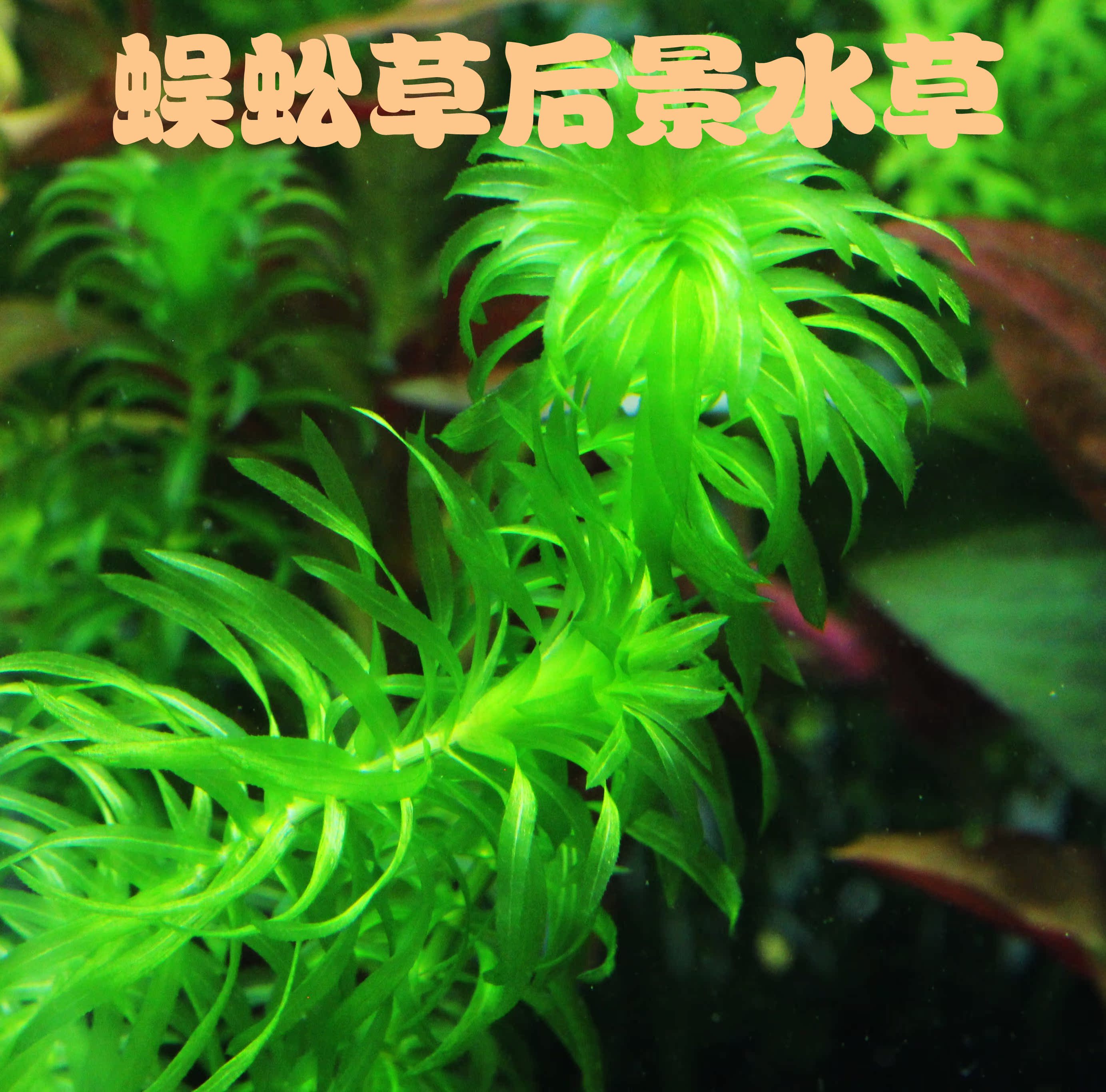 蜈蚣草水中葉水薀草金魚草後景草自養水草易活魚缸造景草場繁殖 蜈蚣草水中葉水薀草金魚草後景草自養水草易活魚缸造景草場繁殖