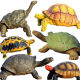 Children's Toy Solid Tortoise Realistic Animal Model Wild Animal Figurine Giant Tortoise Radiation Turtle Educational Gift