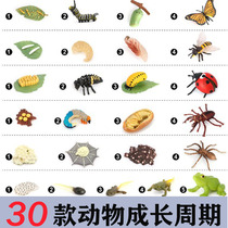 Simulation animal insect model growth stage frog chick mantis butterfly Spider growth cycle octopus Rooster