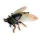 Children's Cognitive Toys, Realistic Wild Animal Model Ornaments, Solid Insect Models, Cicadas, Monkey Cicadas, Golden Cicadas, Early Education Cognitive Toys