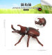 Simulated Animal Model Insect, Beetle, Unicorn Beetle, Ladybug, Children's Toy, Baby Cognitive Early Education