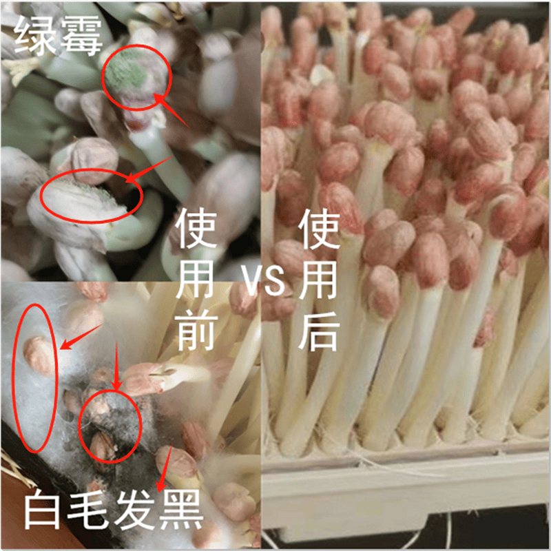 花生芽泡种专用剂：告别白毛黑根？水培菜的“消毒神器”真这么神？