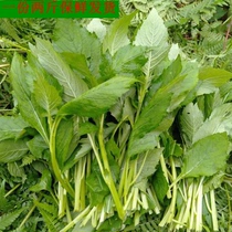 Fresh wild vegetables revolutionary vegetables Republic of China vegetables wild chrysanthemum Annan vegetables Qiandongnan mountainous areas grilled fish dishes fresh delivery
