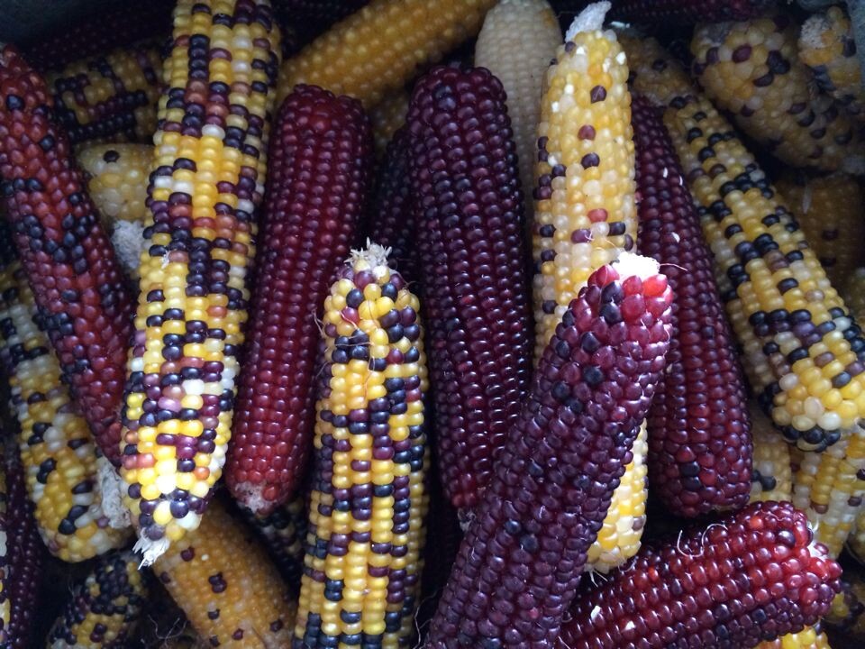 (National 68) Mini small corn rabbit dragon cat guinea pig hamster squirrel favorite to grind tooth stick