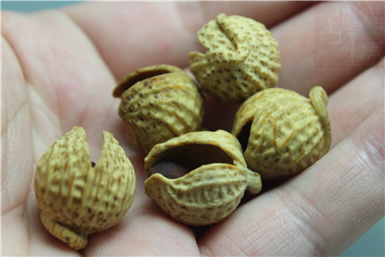 Bamboo Root Engraving Peanut Essay Playing Collection Handmade Bamboo Sculptures Single Live Seed Multisubs with Pendant Bodhi Accessories