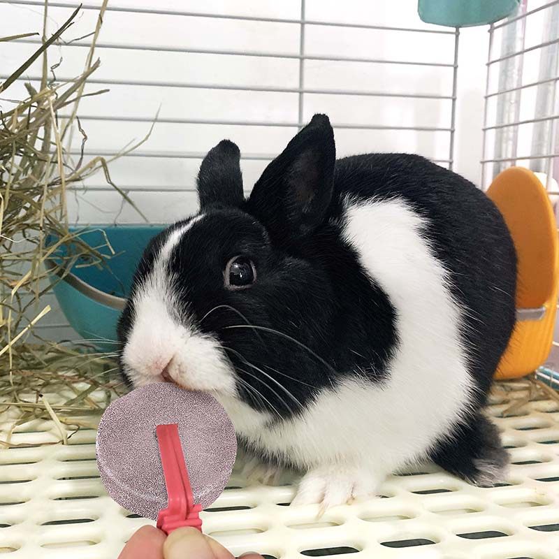 Jolly herbivore rodent rabbit licks to supplement mineral electrolyte trace element salt brick