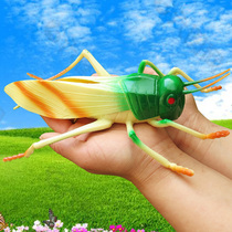 Extra large simulation insect animal model Caterpillar fly spider cricket mantis early education cognitive childrens toy