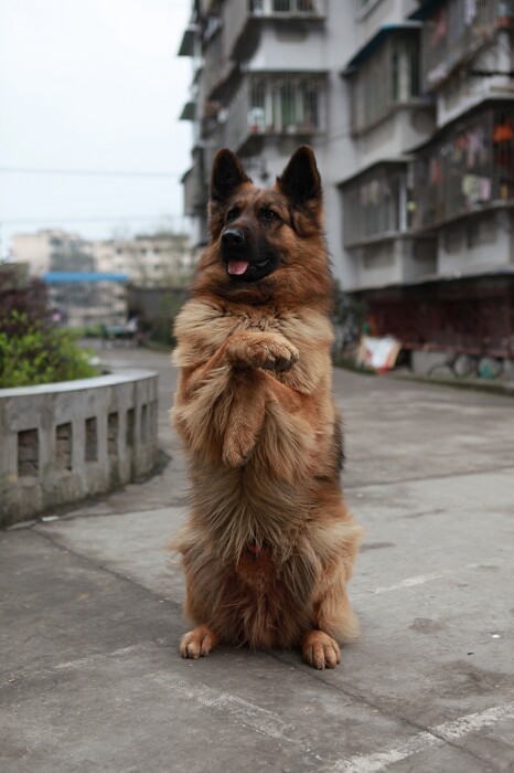 Home Pet Training Dog Teaching Materials Targeted Bowels Training Teaching Materials To Correct Bad Faults Tutorial