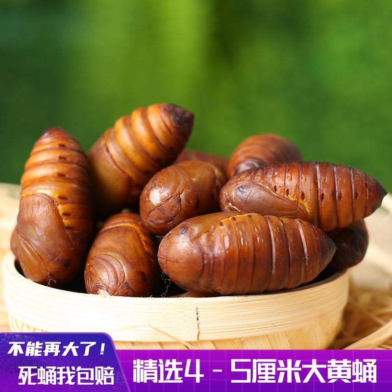 2022 Northeast specialty A-grade rhubarb tussah silkworm chrysalis fresh live cicada chrysalis 500g