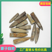 Recommended Fidelity Arrow Cornerstone Paleo Fossil Specimen Single denominated Haoyu Stone