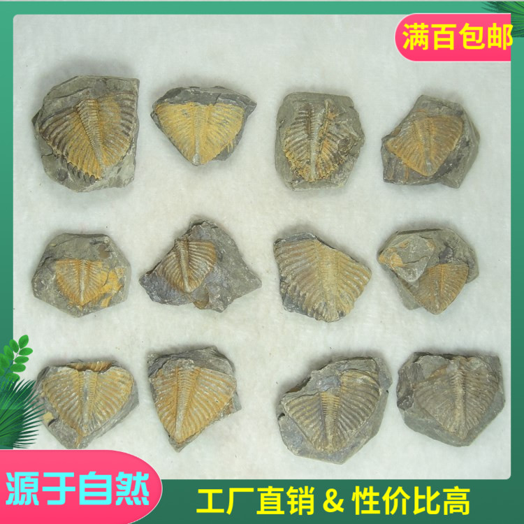 Fidelity Wang Guantriye Fossilized Tail Otauchi Insect Teaching Far Ancient Biofossilized single-denominated-Taobao