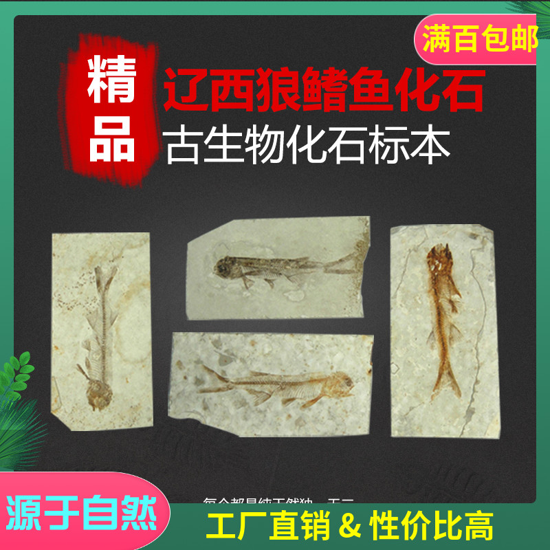 Hot selling Liaoxi wolffin fish fossil specimens Ancient biological animals Basically clear and complete single price