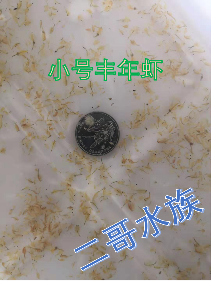 Small Young Shrimp Fengyu Young Young Young Young Young Young Fengyu Fengyu Fengyu Flea Migration
