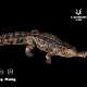 Authentic Haolonggu Emperor Crocodile Early Cretaceous African Ancient Extinct Animal Toy Plastic Model Ornament 1/35
