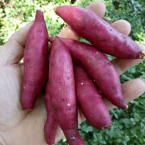 Linan Xin dig local small sweet potatoes fresh yellow hearts mini fruits and vegetables sweet potatoes goldfinger sweet potatoes honey 5 kg